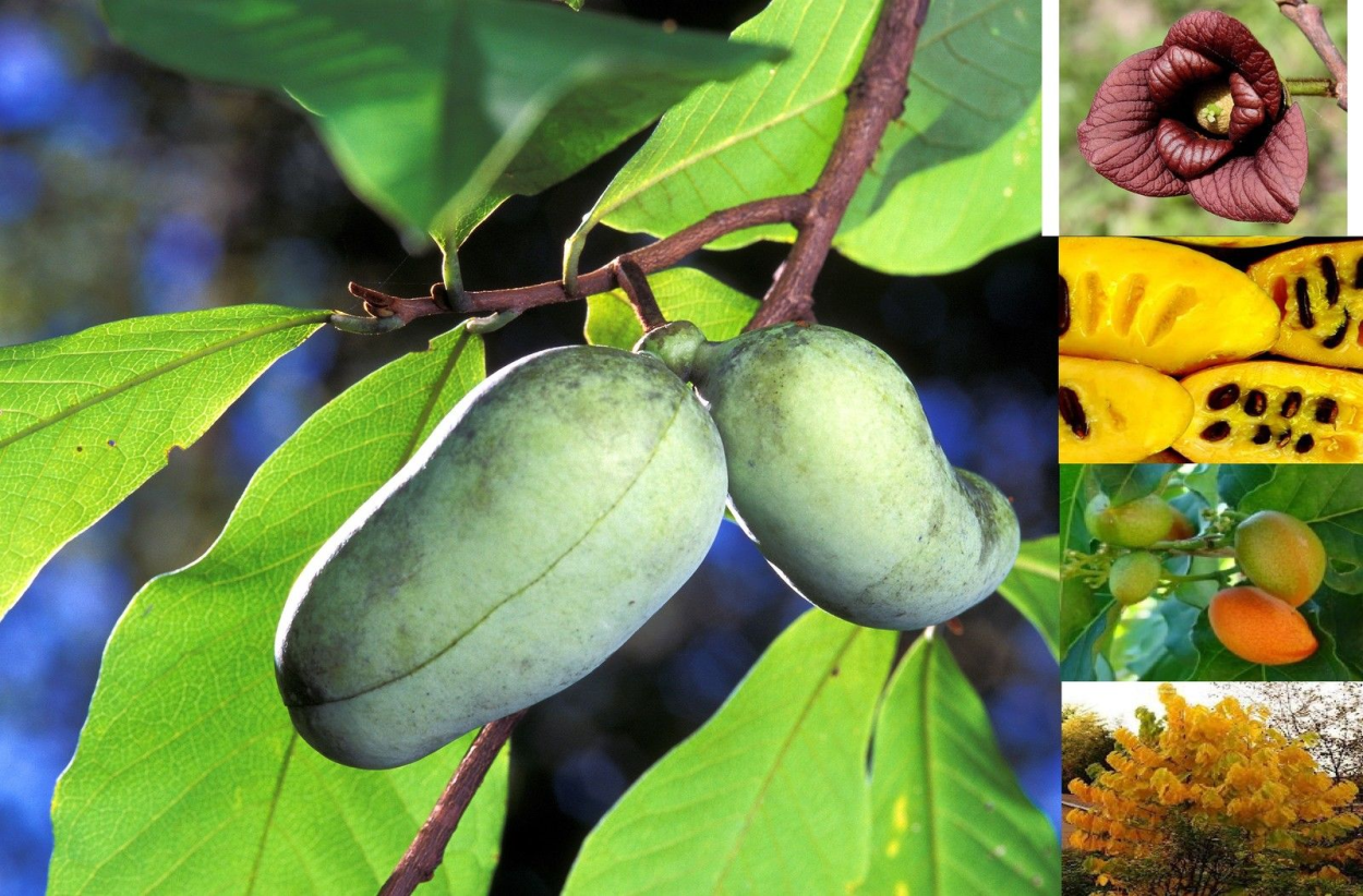 Азимина трехлопастная банановое дерево