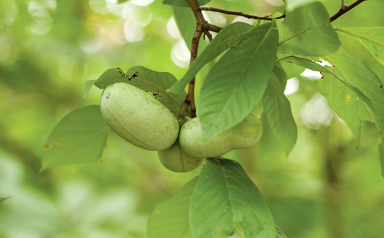 Paw Paw Fruit Tree