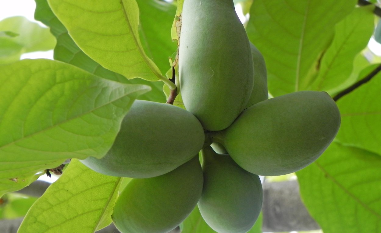 Пау пау плоды Азимины