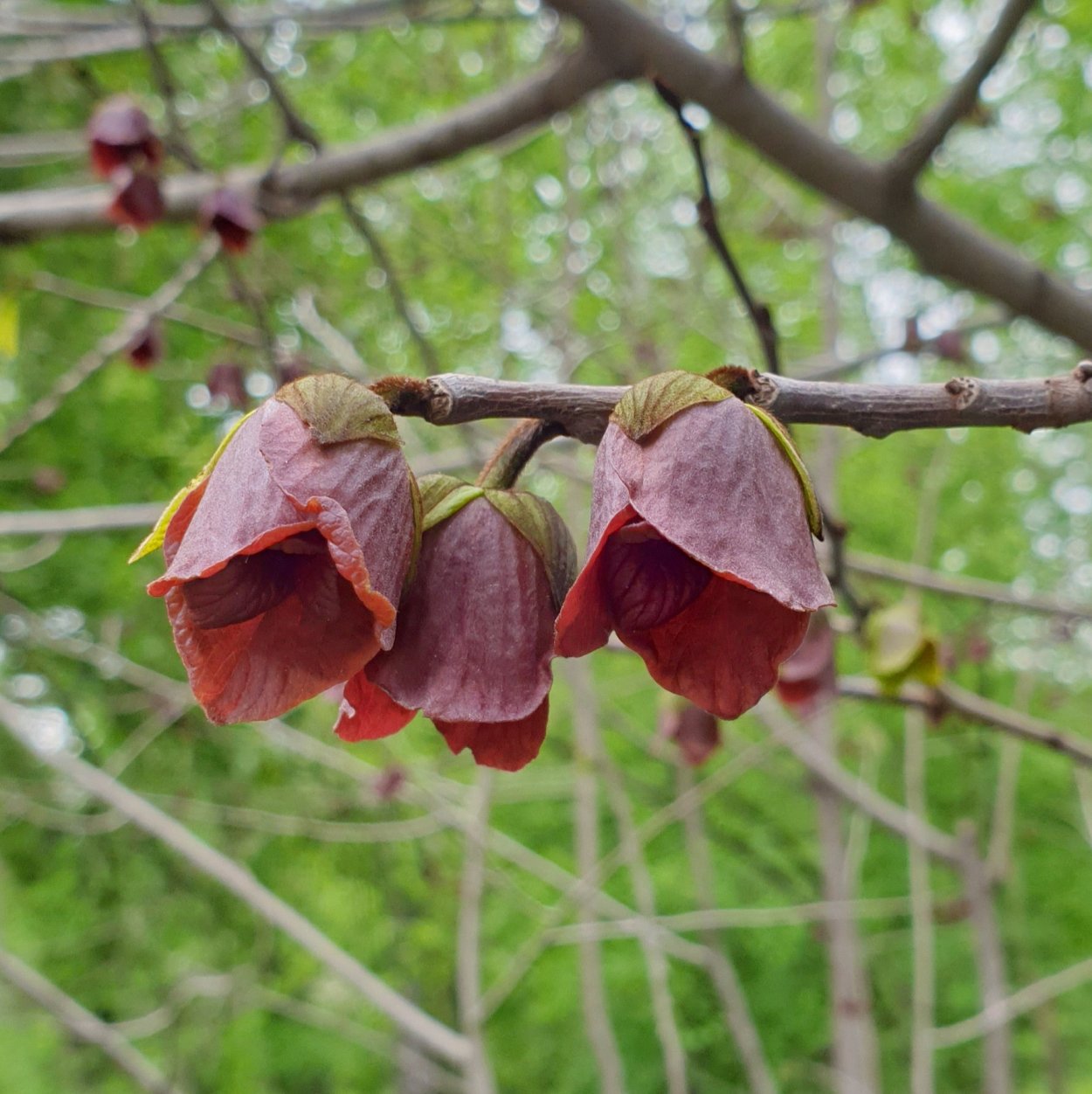 Орех маньчжурский (Juglans mandshurica)