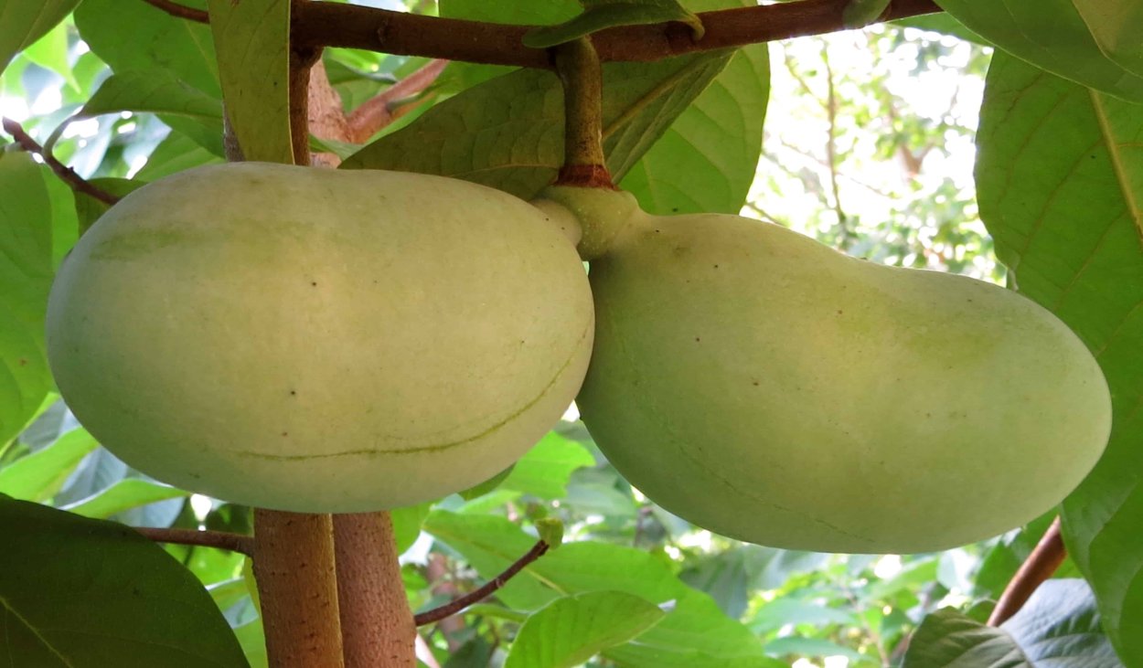 Азимина трехлопастная банановое