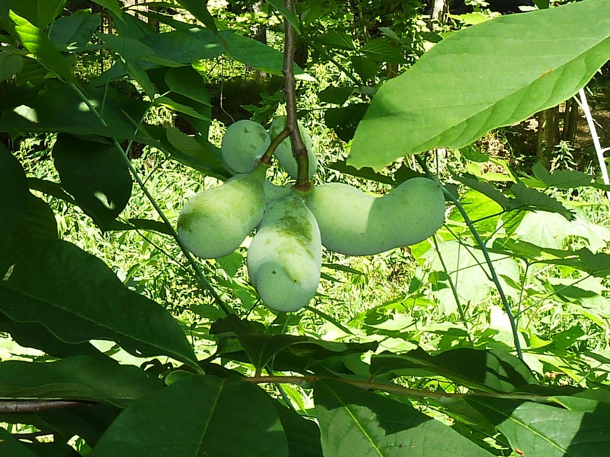 Азимина трилоба "Сибирское манго"