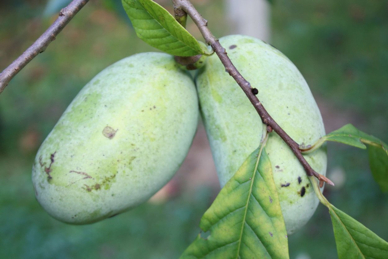 Азимина трилоба цветение