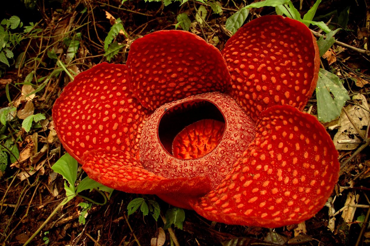 Гугл раффлезия Арнольди