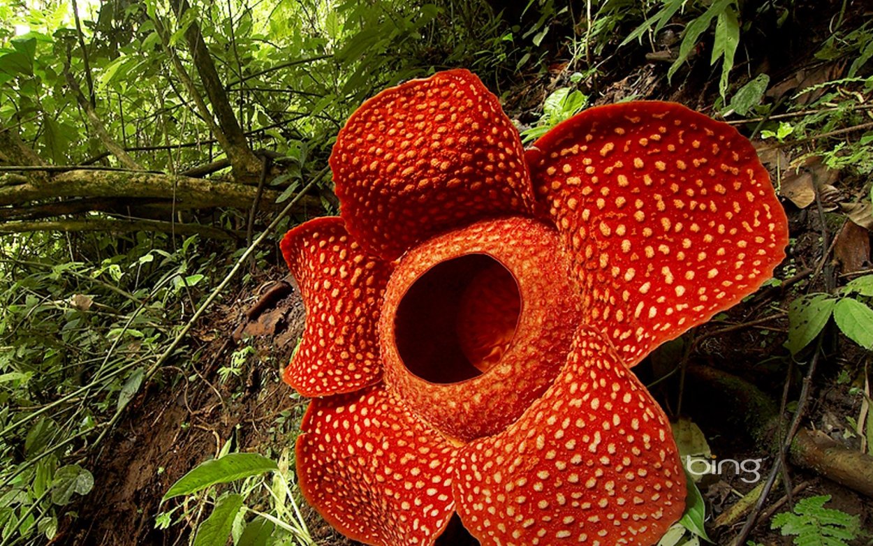 Аморфофаллус титанический