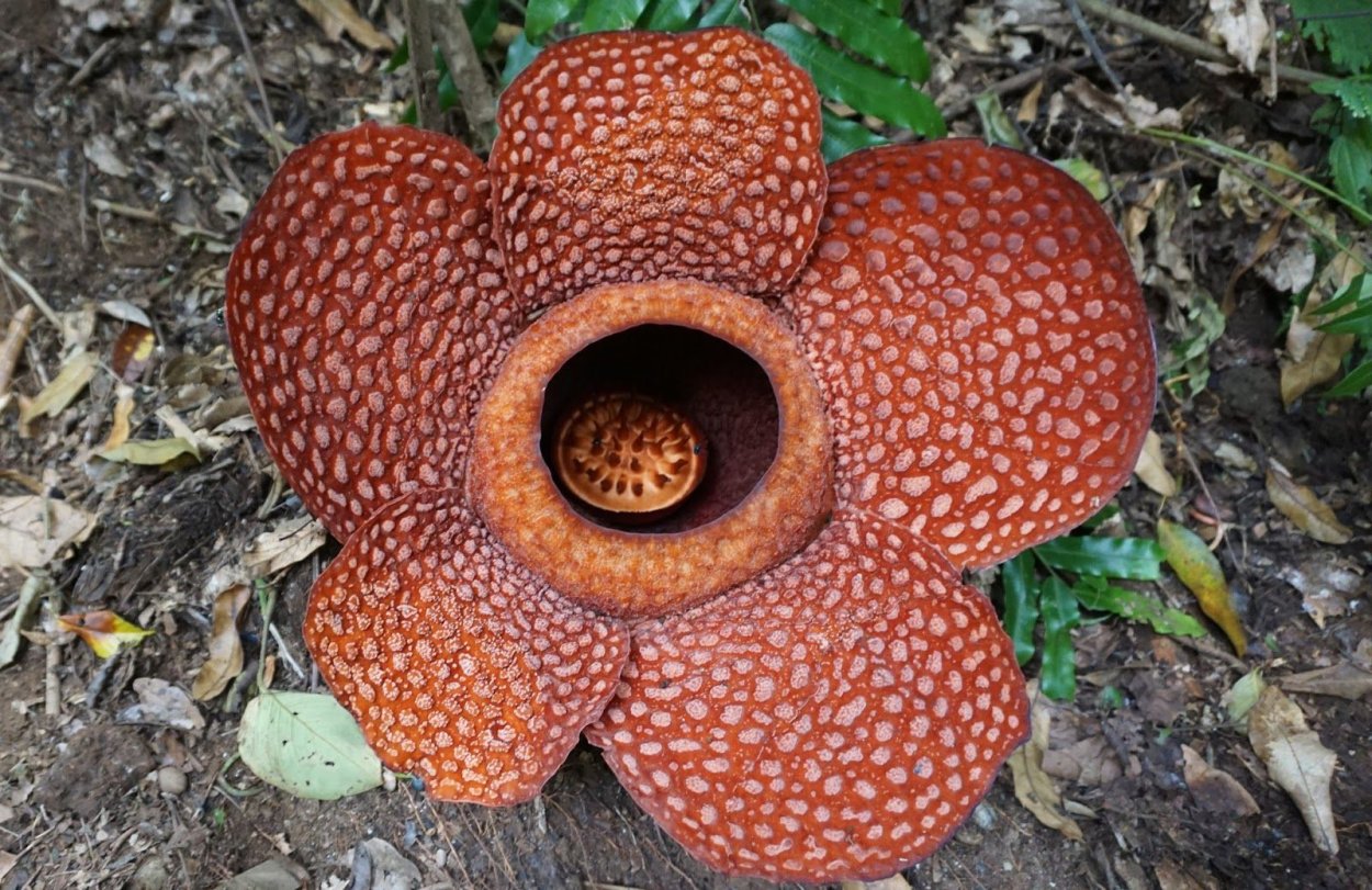 Rafflesia Арнольда