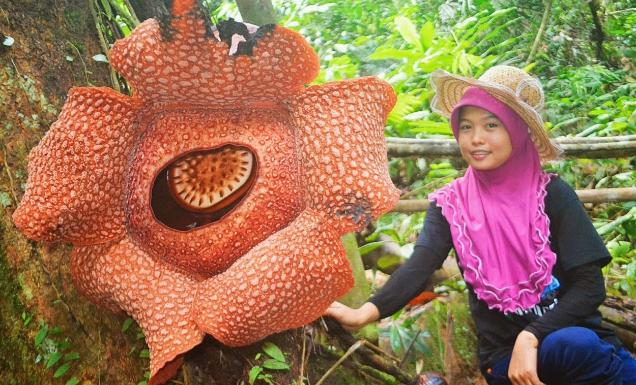 Раффлезия Арнольди цветок