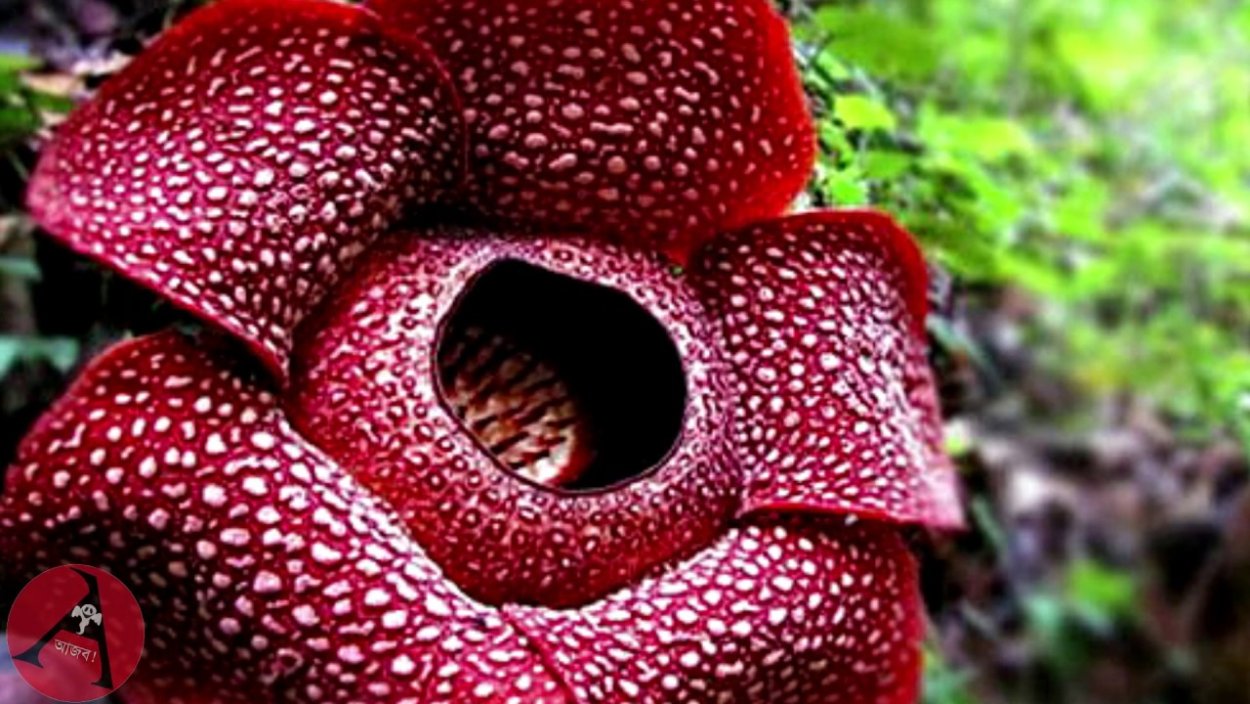 Орхидея пассифлора