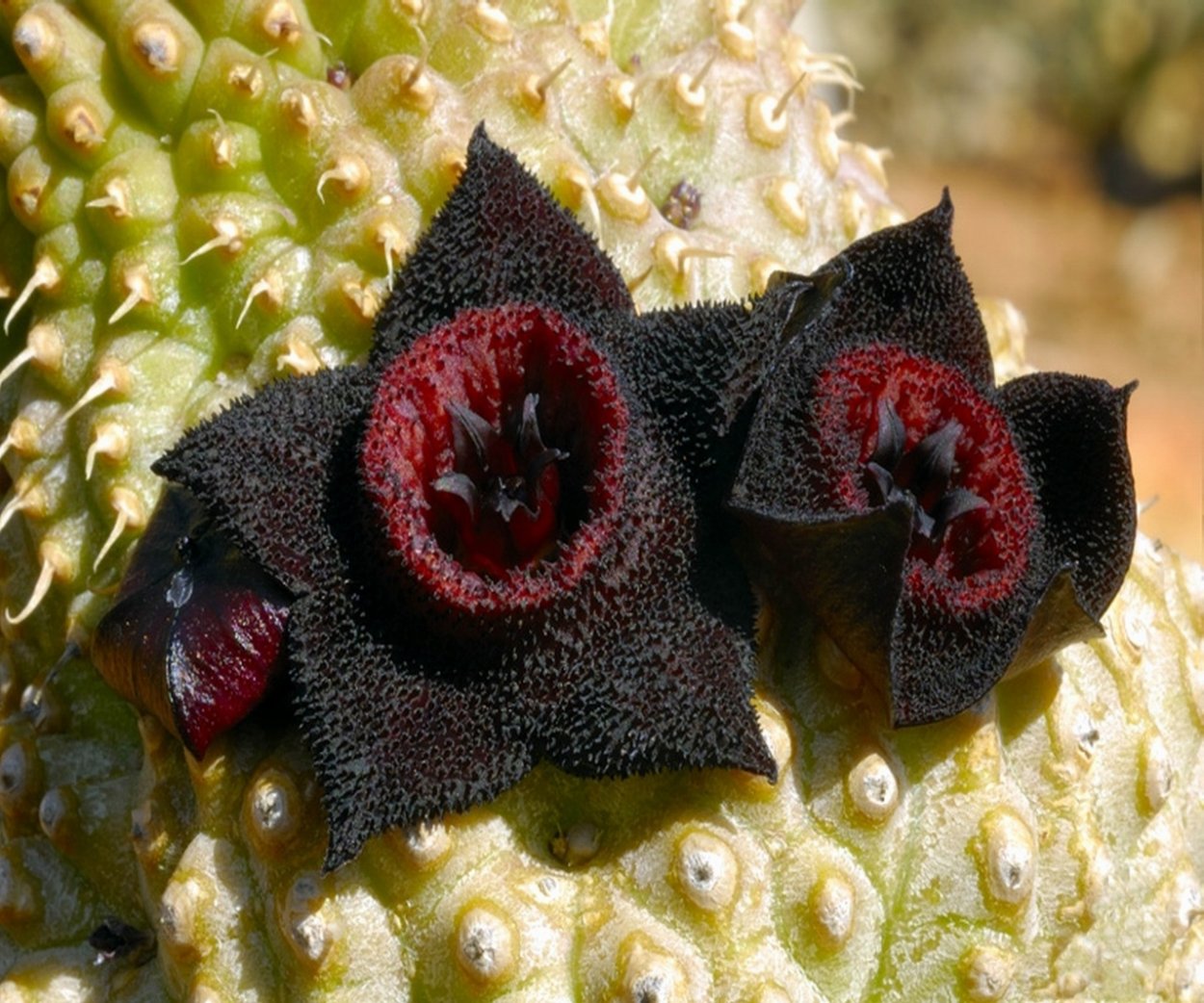 Карнегия древовидная