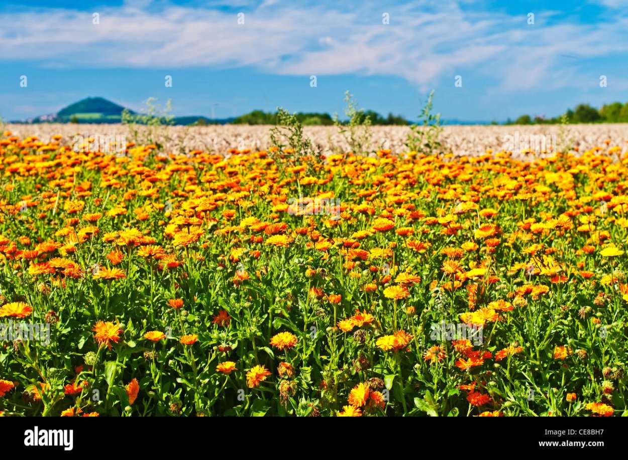 Поле бархатцев