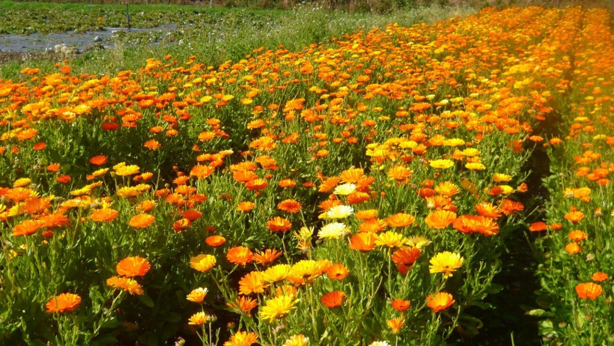 Плантации календулы