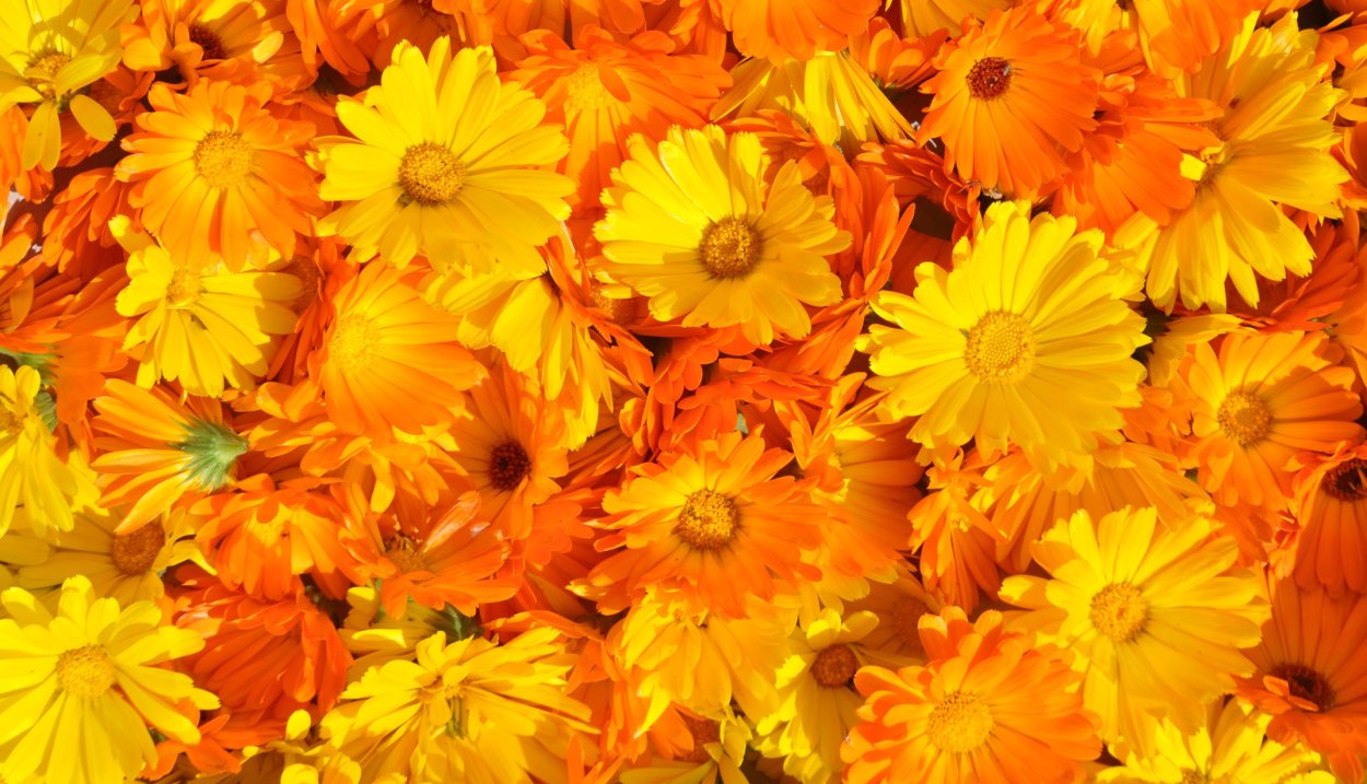 Маковые поля Голландия