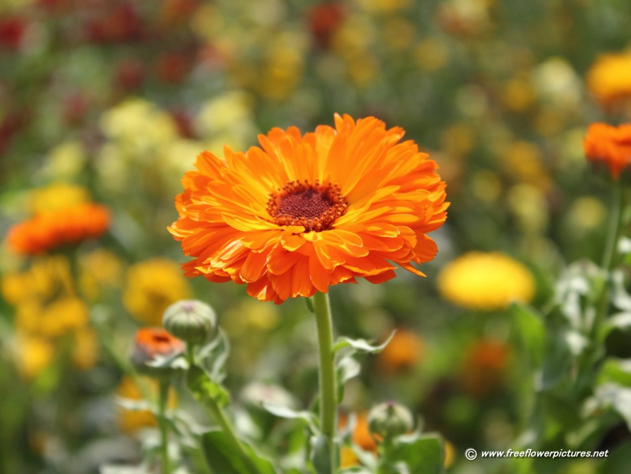 Календула обои на рабочий стол