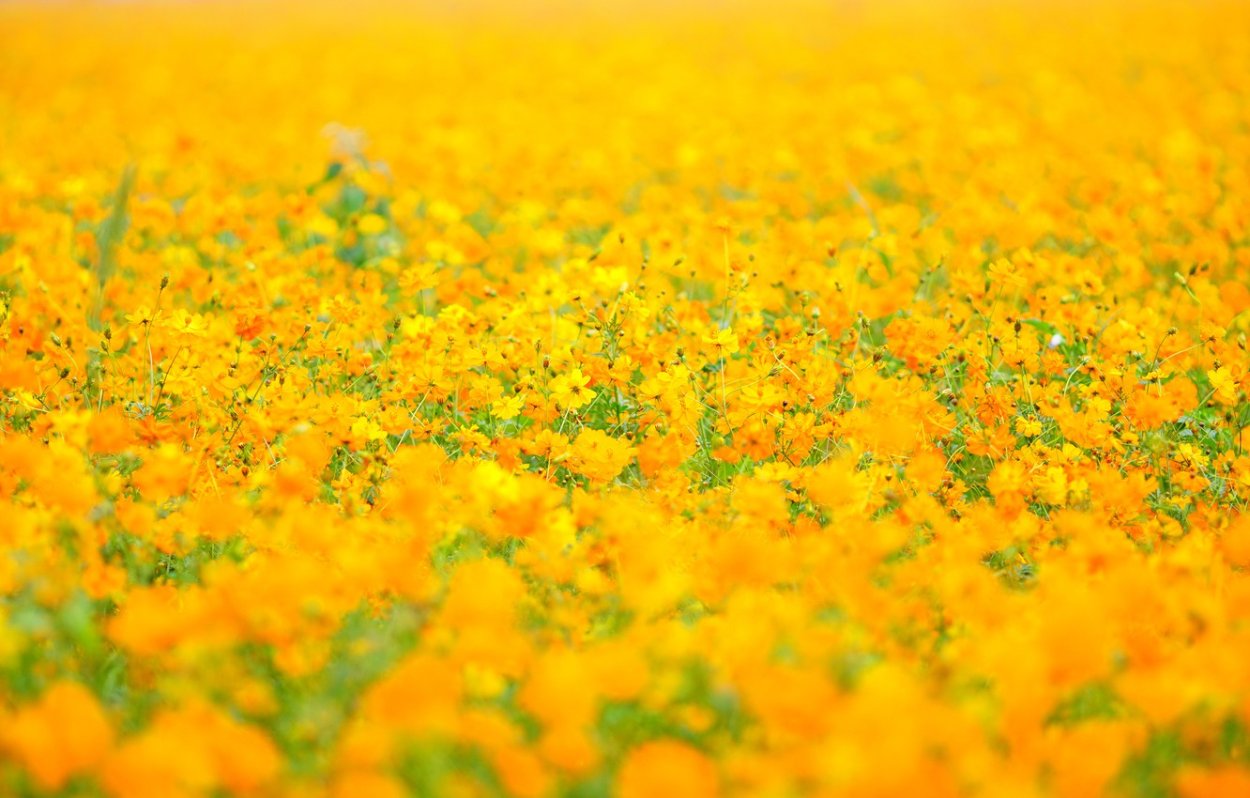 Календула сорта «Кальта»,