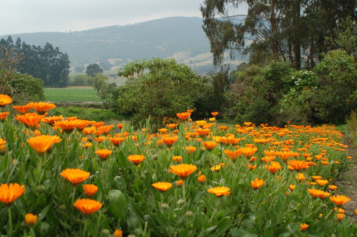 Календула Нэнси