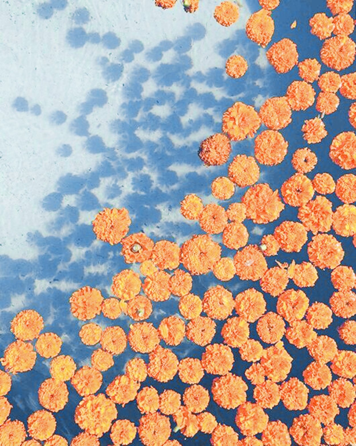 Поляна календулы