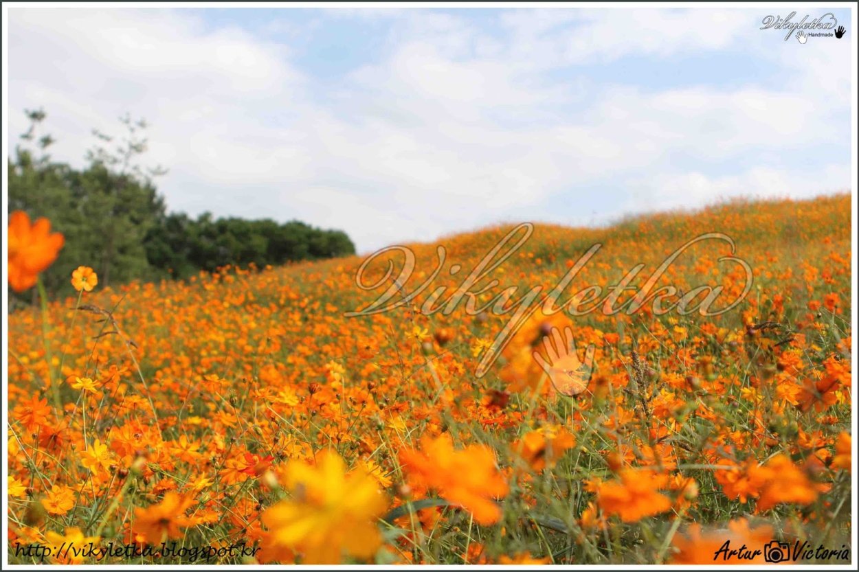 Оранжевое поле