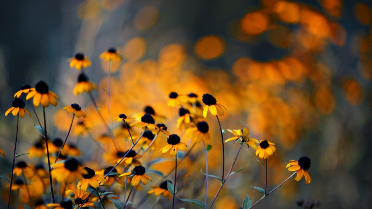 Оранжевый цветок ноготок