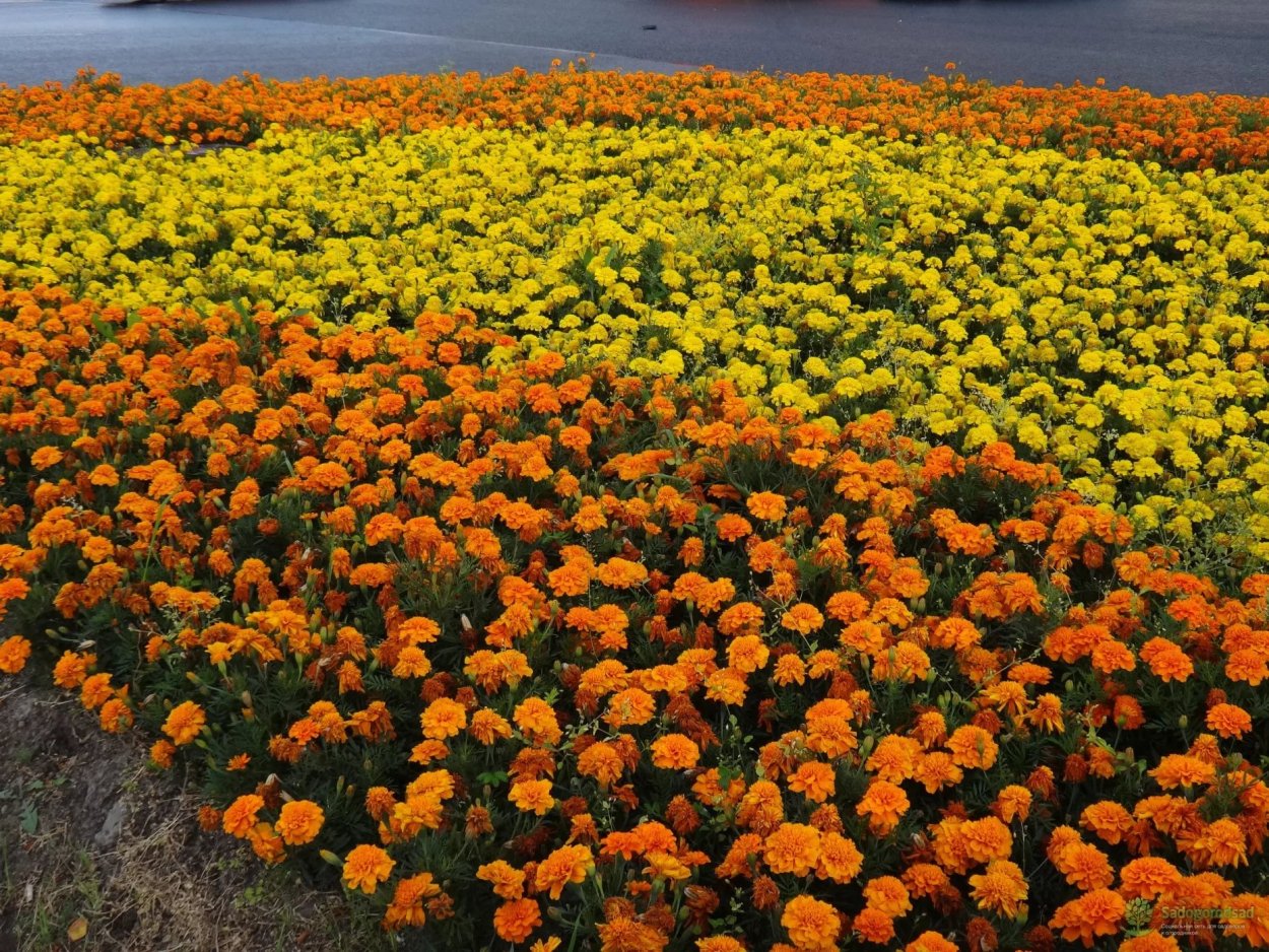 Календула Сенега