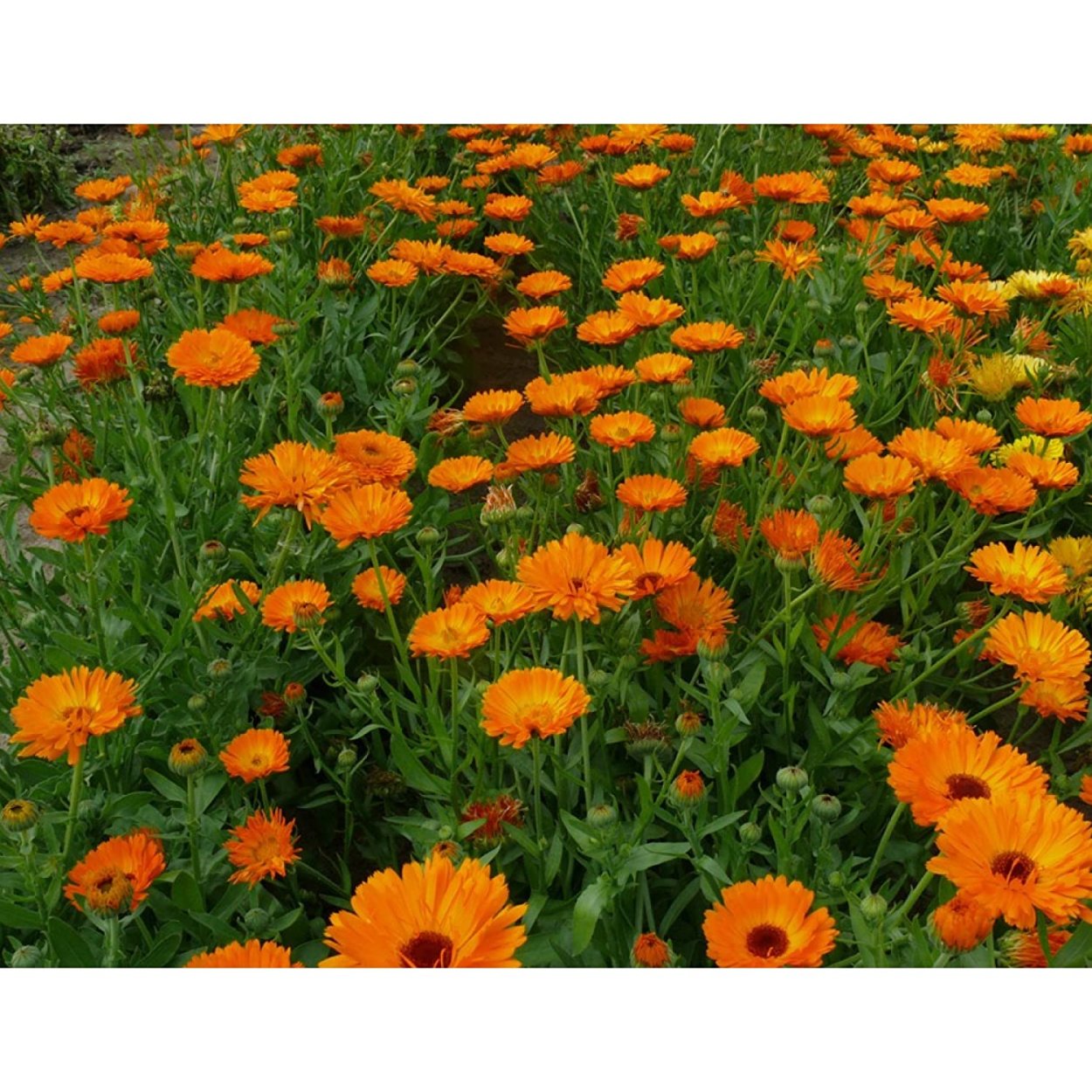 Оранжевые цветы