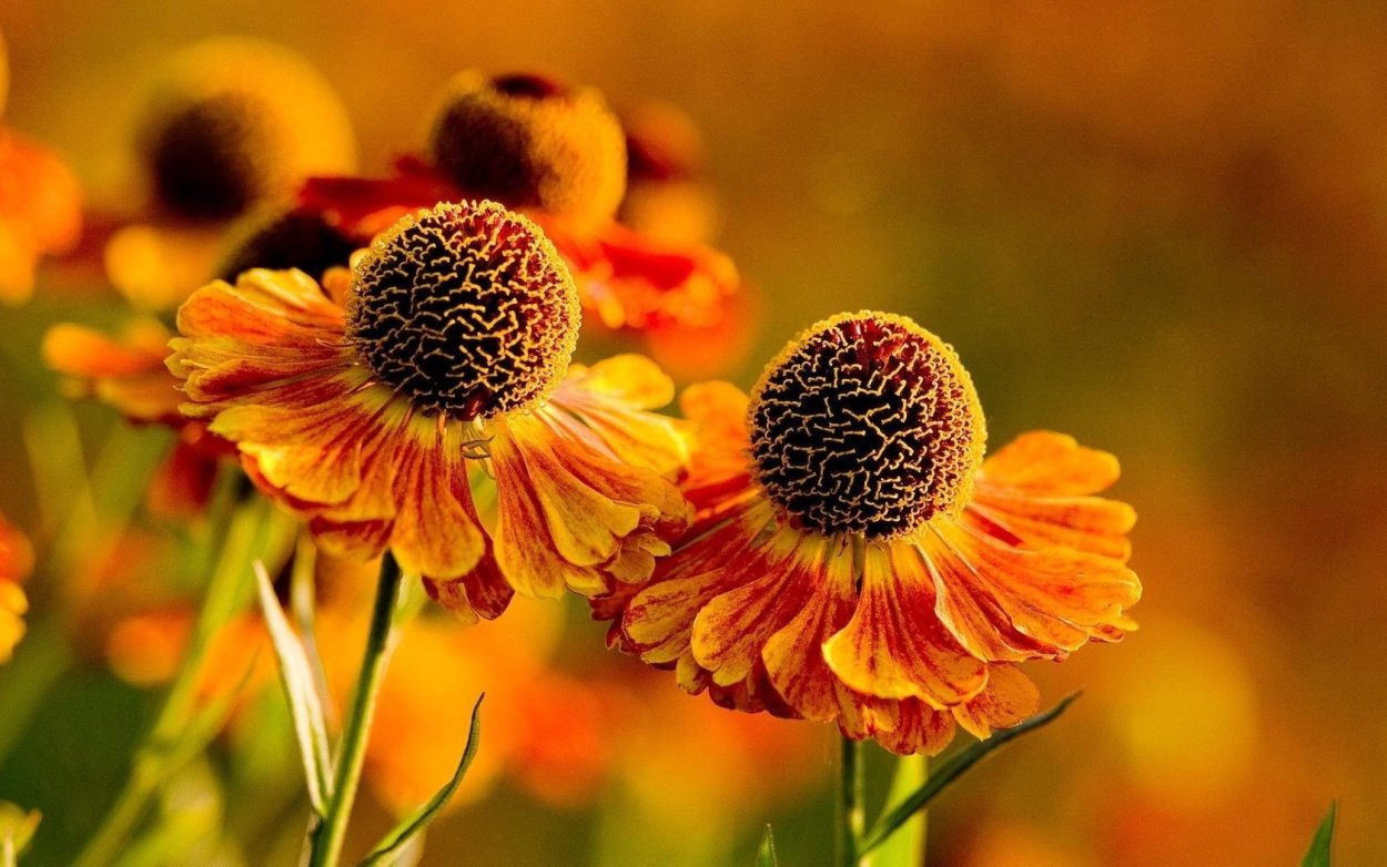 Календула фон