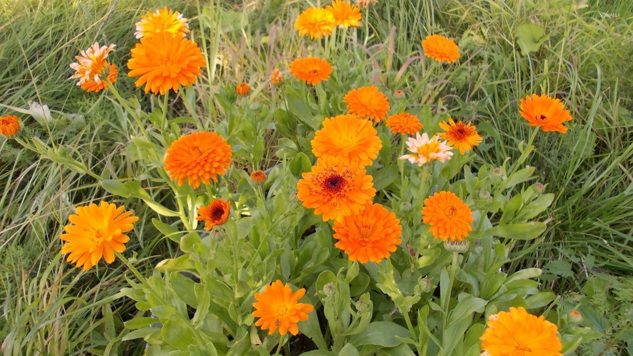 Агафия календула