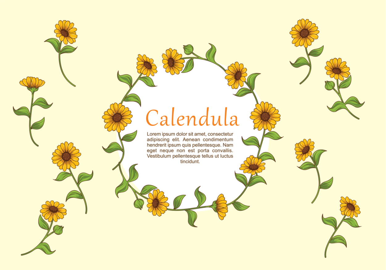 Бархатцы, чернобривцы, Тагетес.