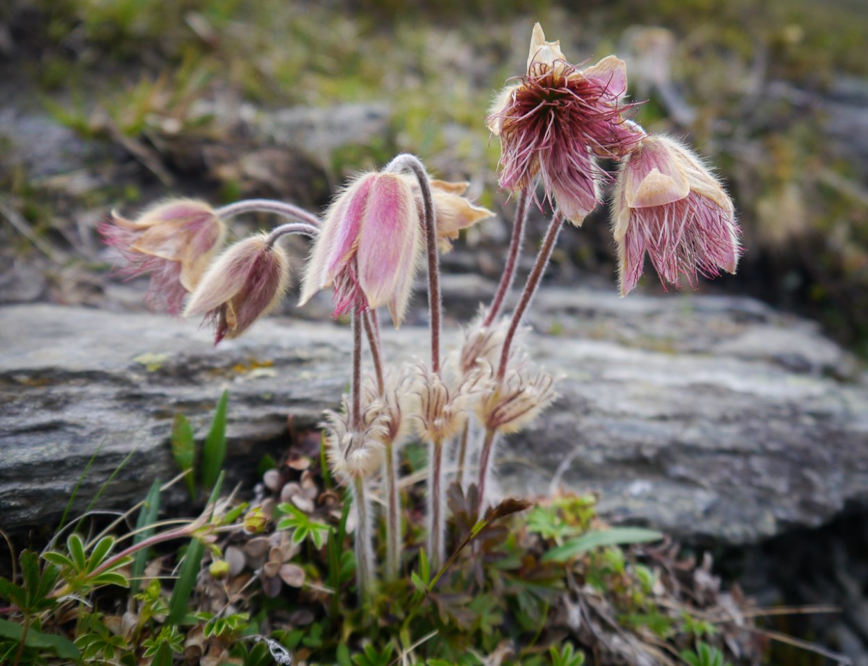 Алтай грибы эндемики