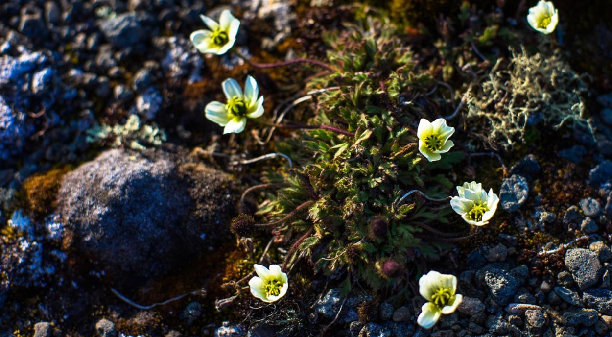 Растения Арктики Полярный Мак