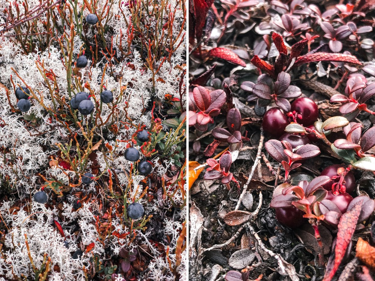 Лишайниково Моховая тундра