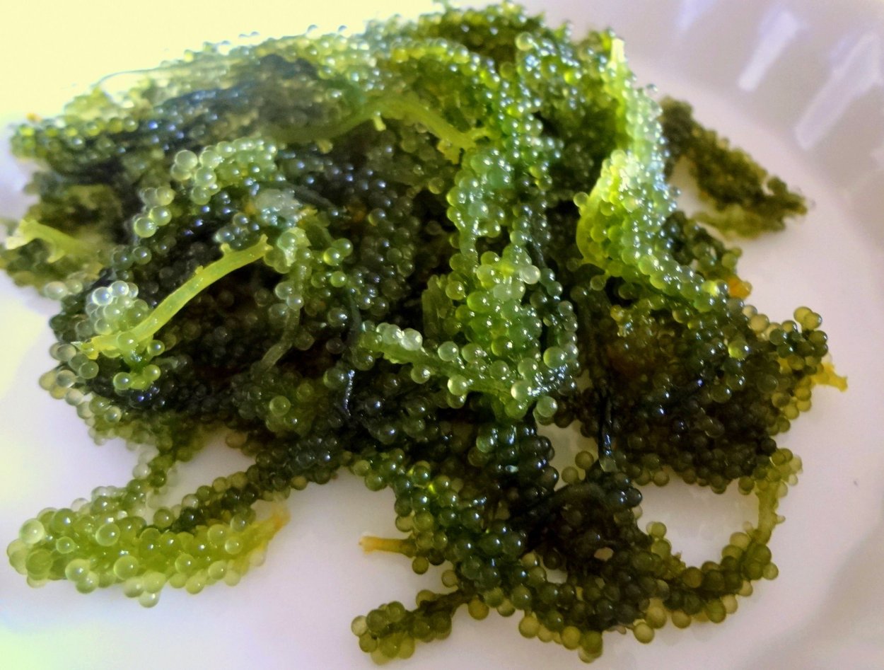 Sea grapes морской виноград