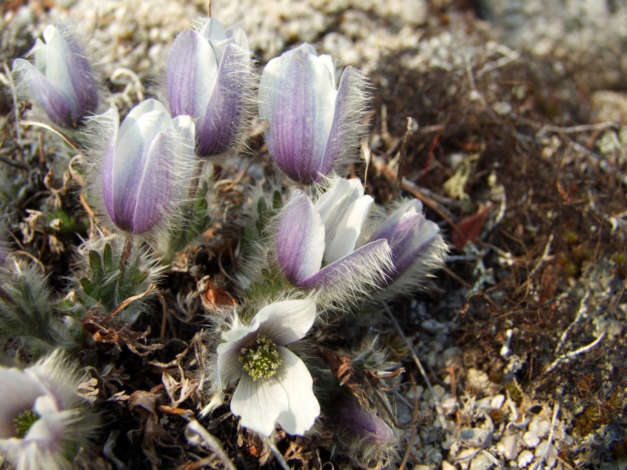 Прострел Магаданский