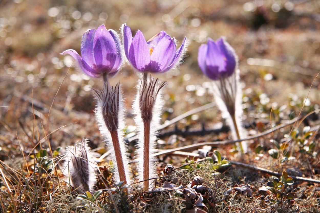 Байкало-Ленский заповедник растения
