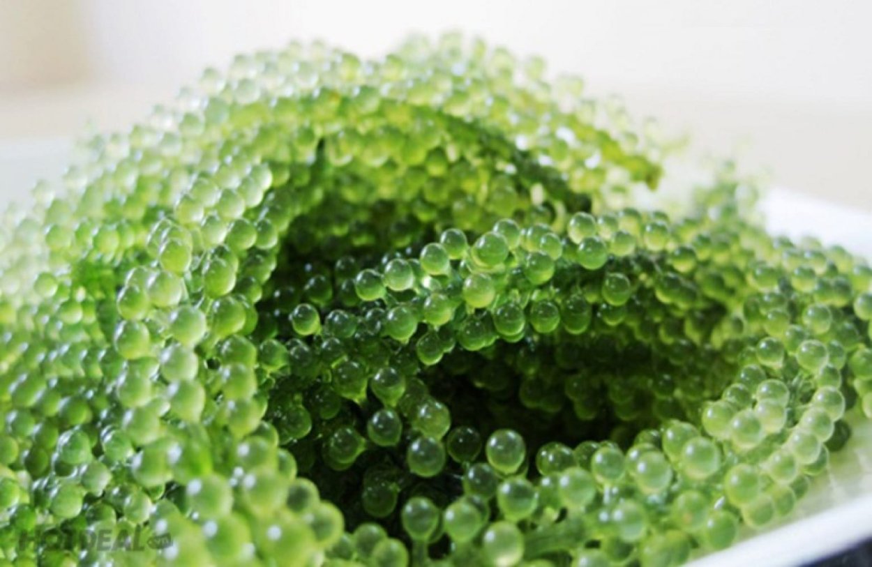 Каулерпа (Caulerpa lentillifera) – «морской виноград»