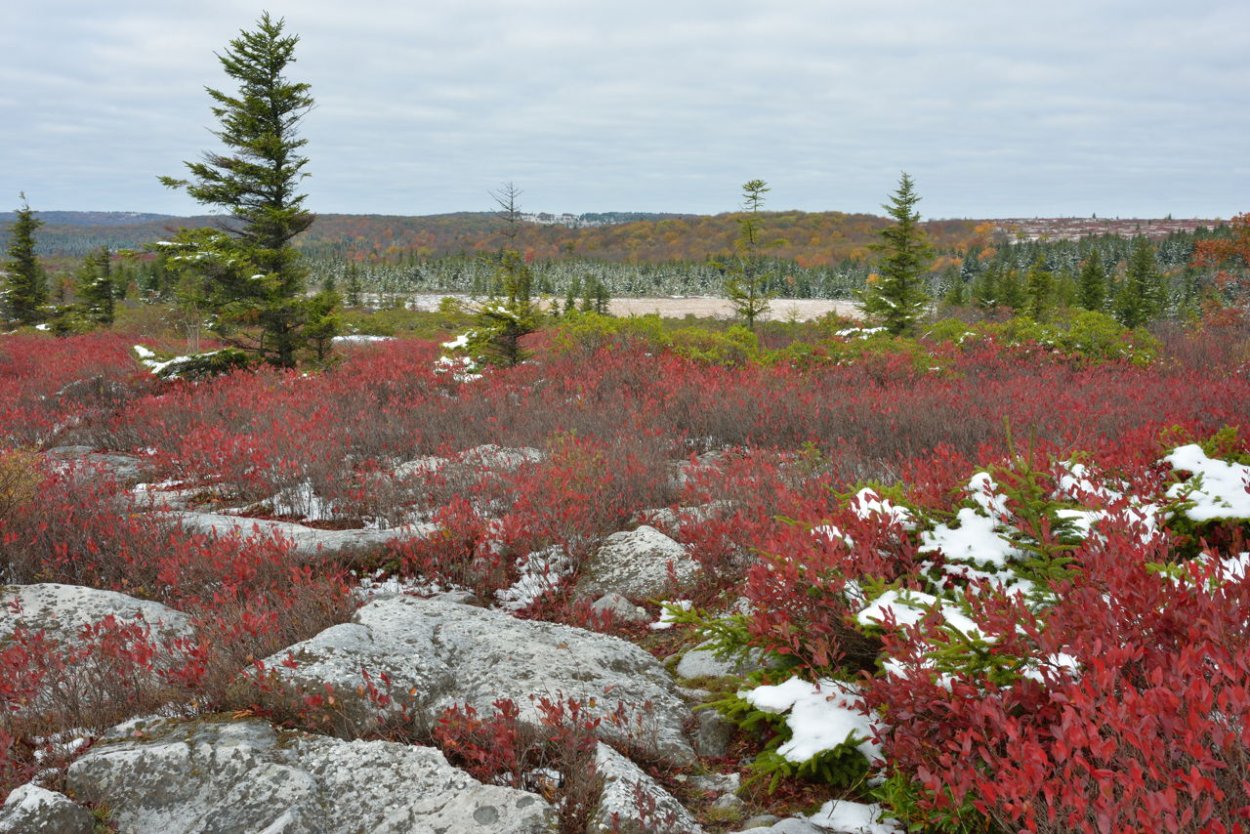 Экосистема арктической тундры