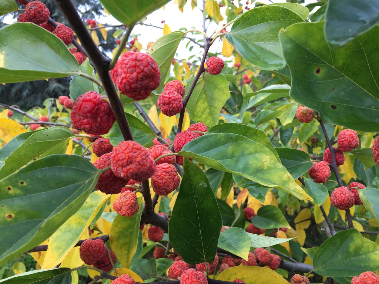 Кудрания клубничное дерево
