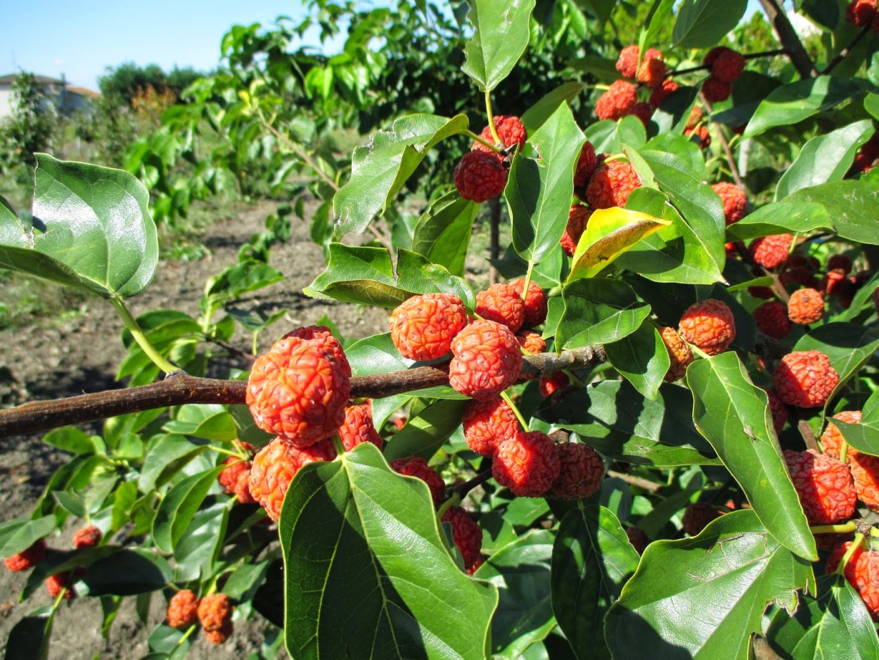 Кудрания клубничное дерево