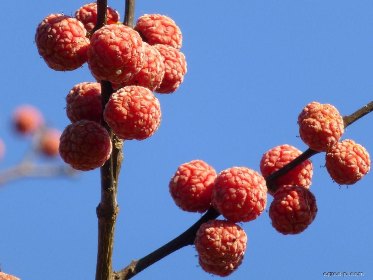 Кудрания Земляничное дерево