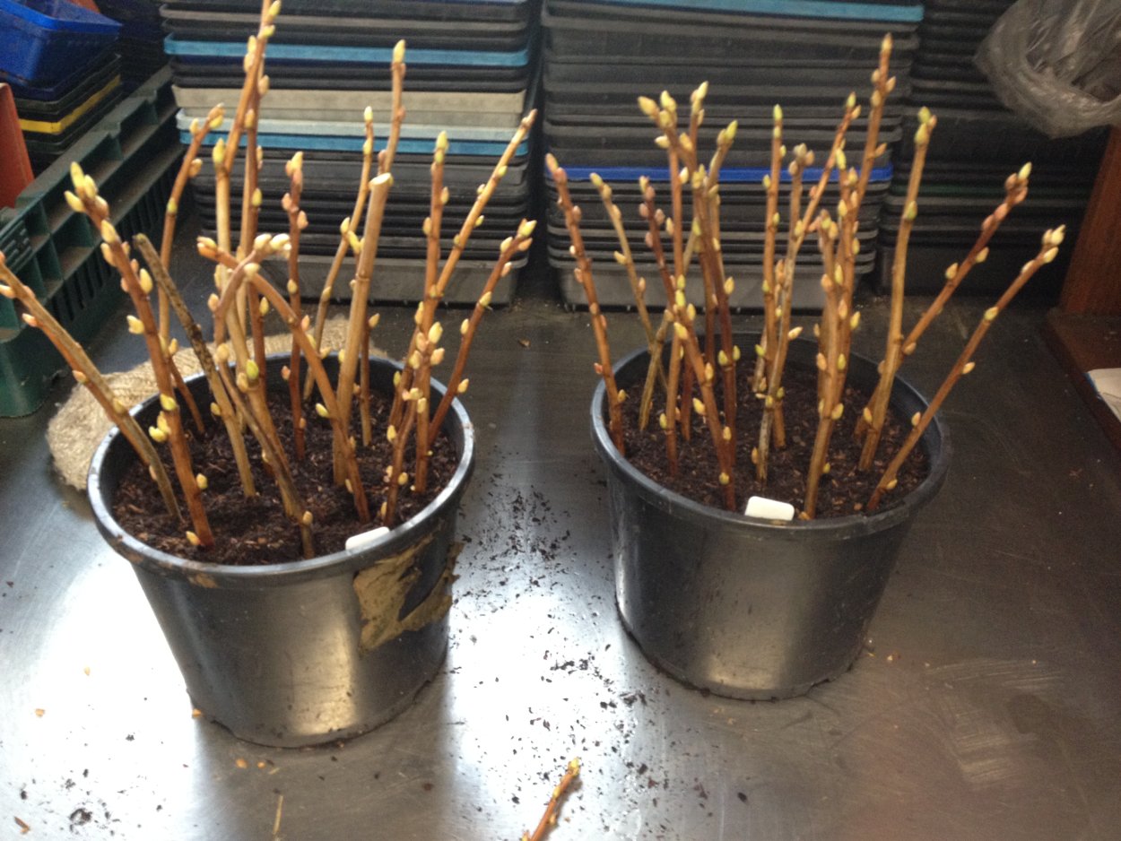 FRZ.Temp холодильник