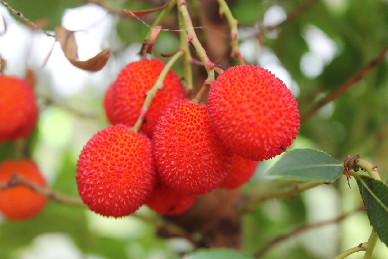 Арбутус Земляничное дерево