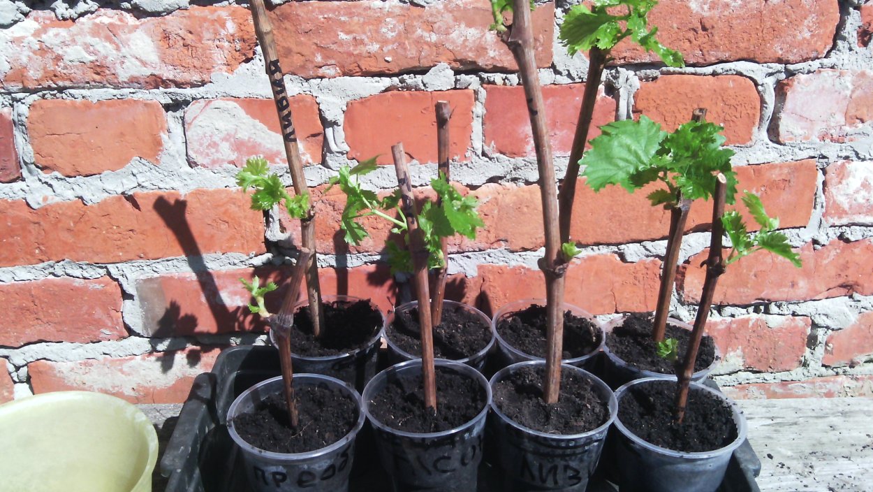 Рябина в руках