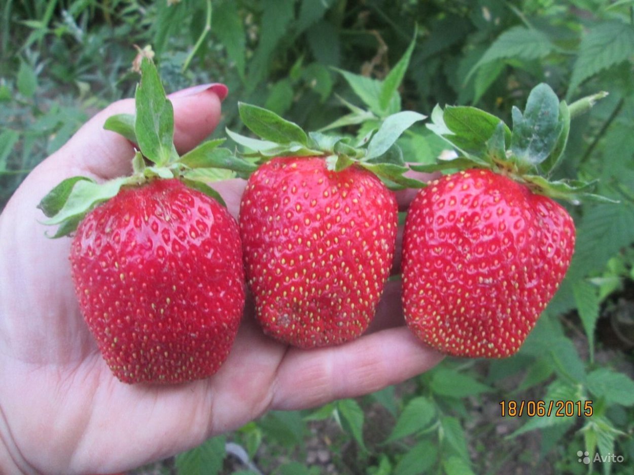 Яблоня дичка Росток