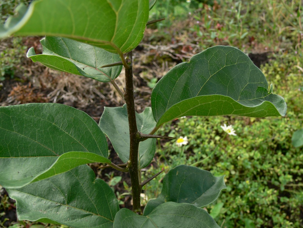 Клубничное дерево Моника