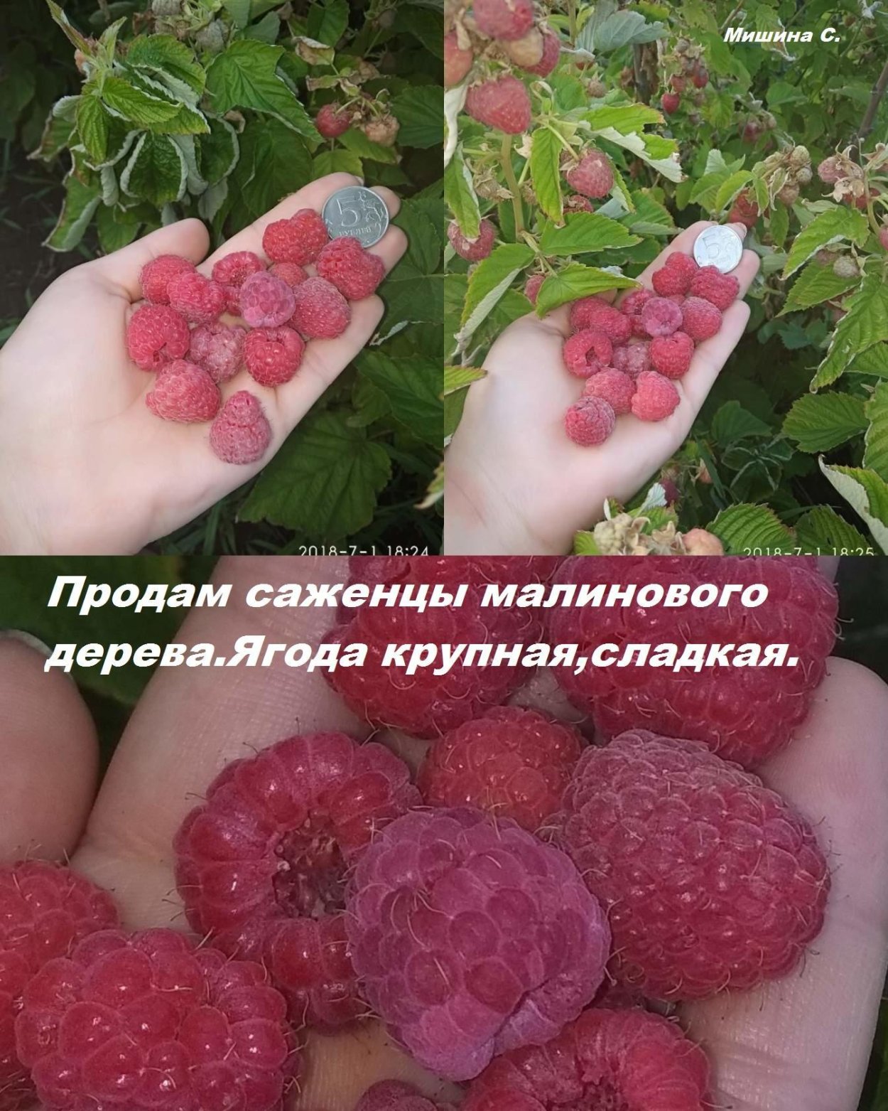 Малина ремонтантная Брусвяна