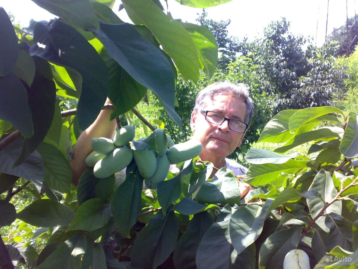 Азимина Дэвис