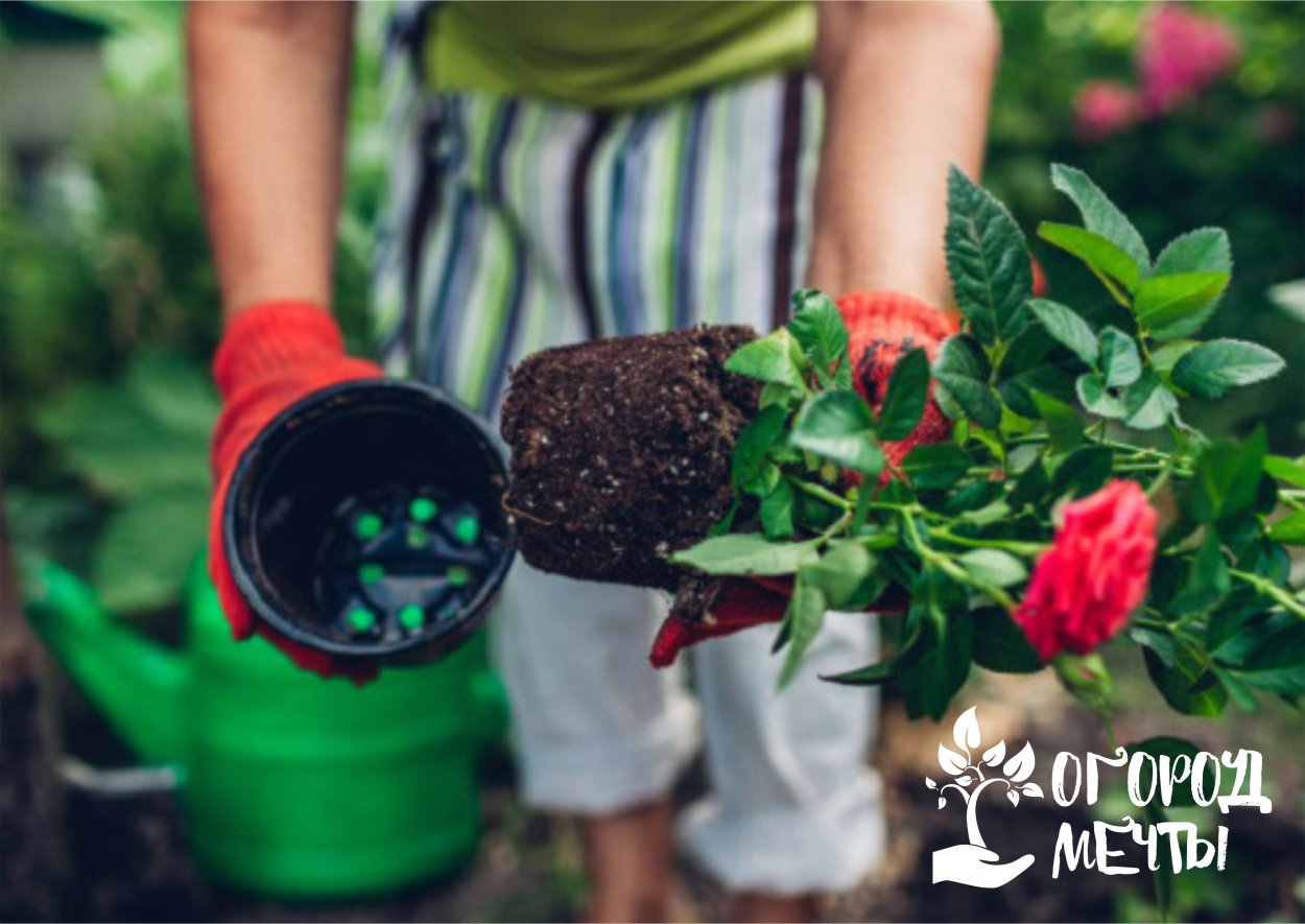 Зеленые черенки черноплодная рябина