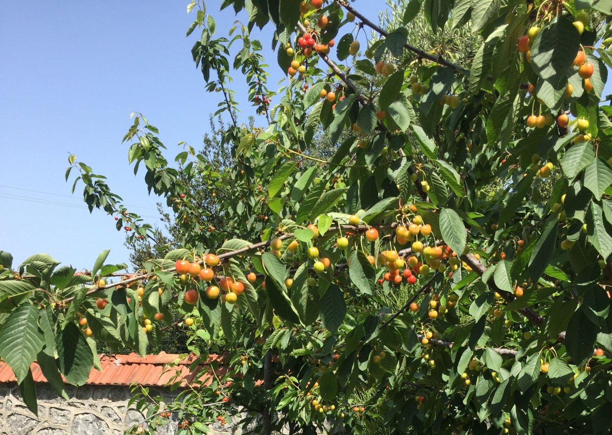 Кудрания малиновое дерево