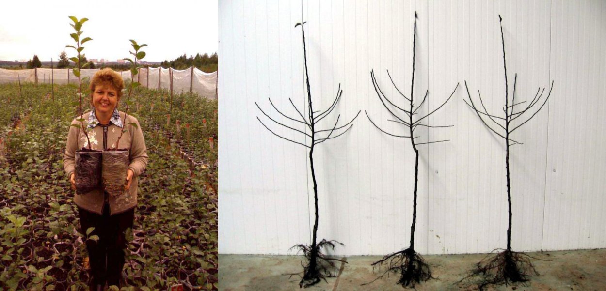 Арбутус Земляничное