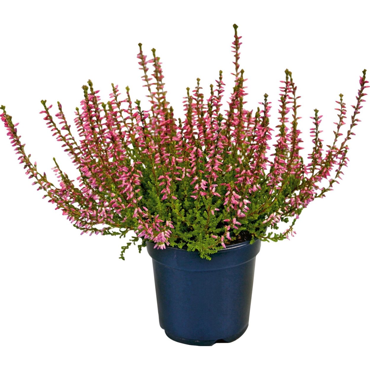 Вереск d11 h25