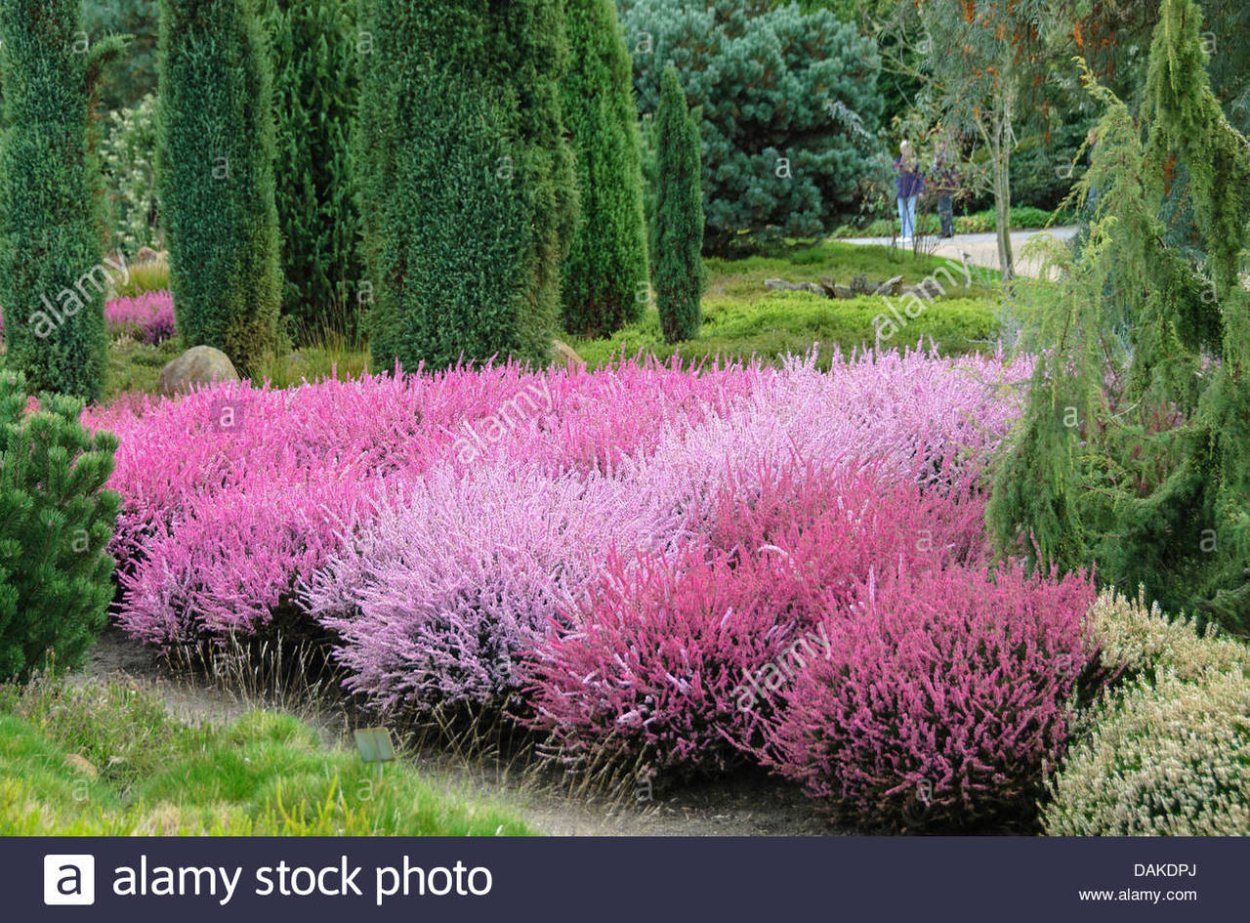Вереск дарк Бьюти в ландшафтном дизайне